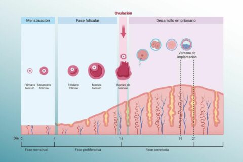 Receptividad endometrial